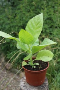 Tabak Jungpflanze Orient Samsoun
