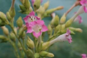 Tabakblüte
