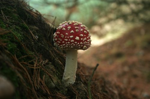 Fliegenpilz Räucherwerk