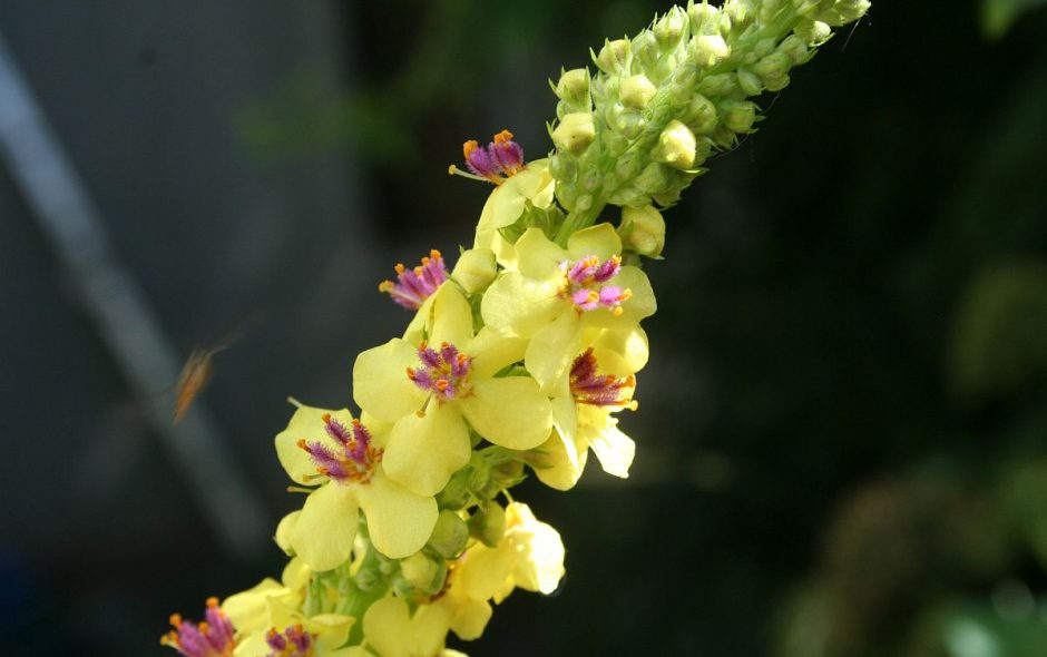 Mit der Königskerze das Wetter ablesen
