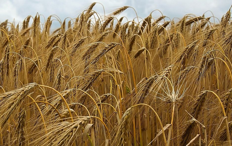 Malzbonbons selbermachen