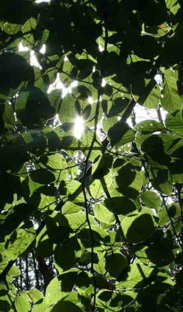 Welche Blätter von Bäumen können gegessen werden