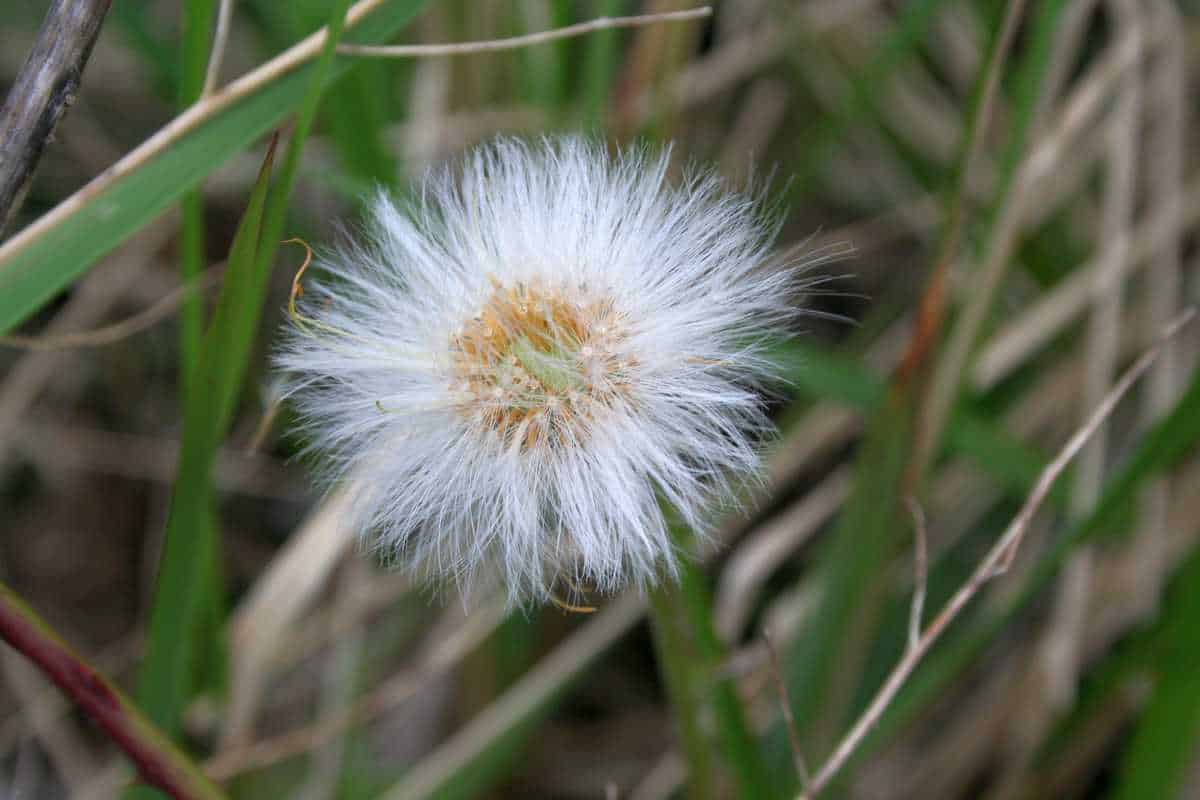 verblühte huflattichblüte verblühte huflattichblüte