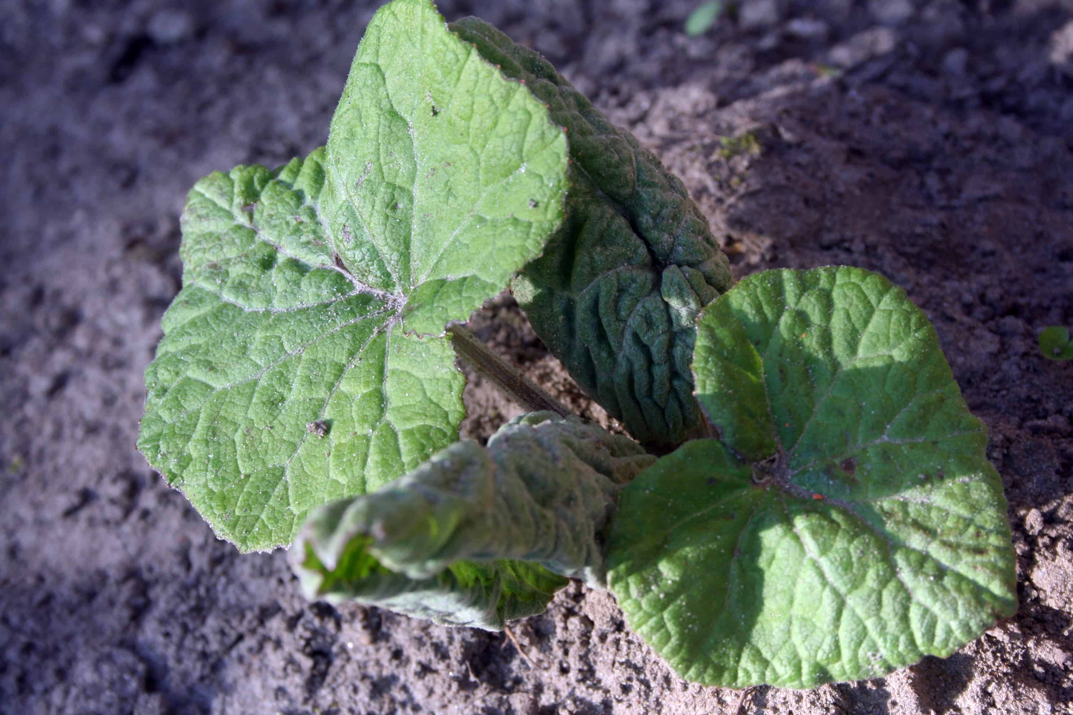 pestwurz Blätter der Pestwurz