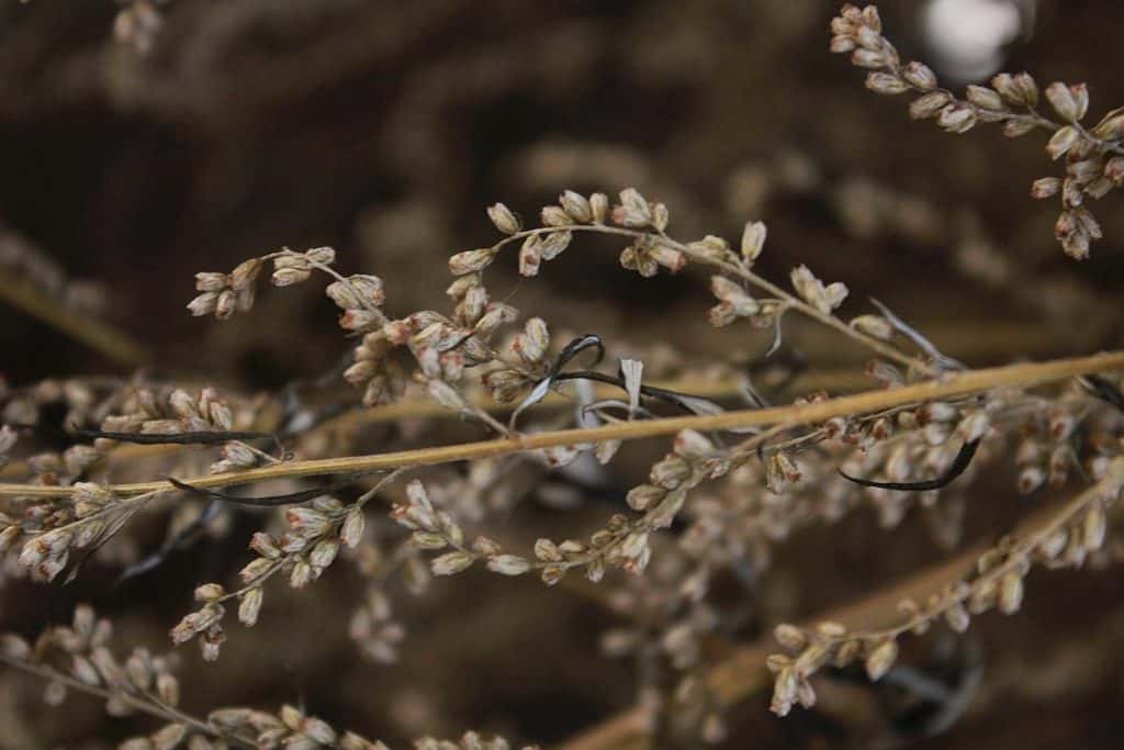 getrockneter beifuss