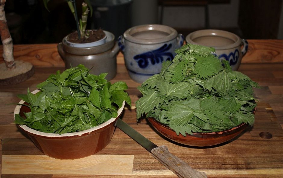 Brennessel Giersch Gemüse