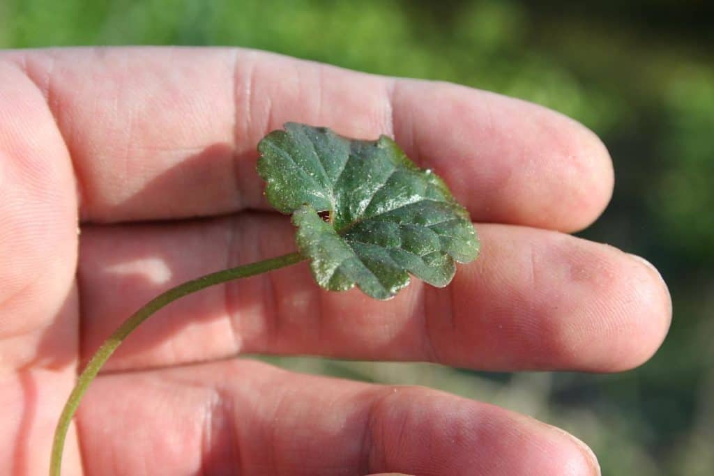 Blatt des Gundermanns