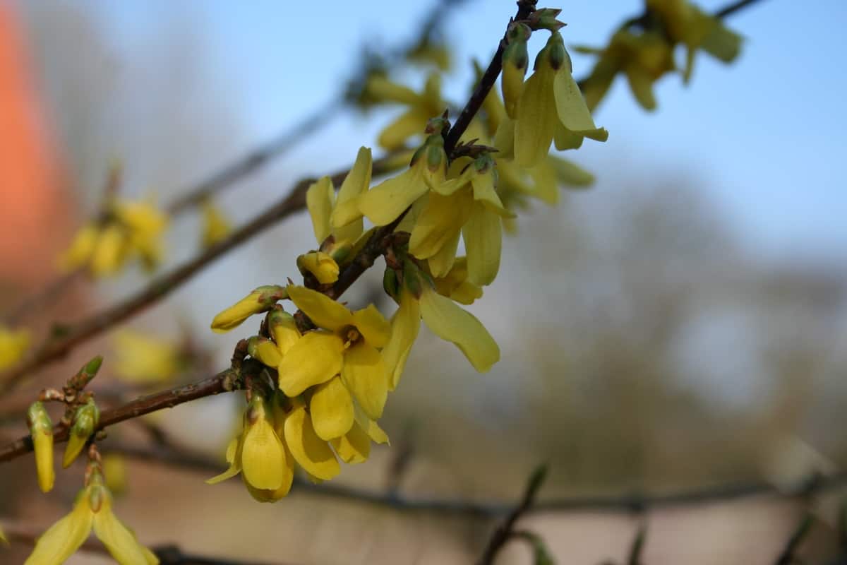 Forsythie Phänologischer Kalender