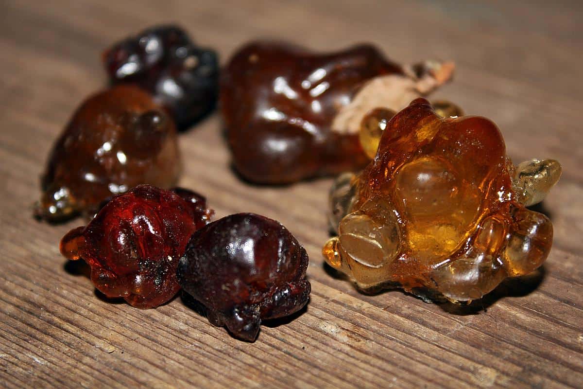 Der Kirschgummi | Kräuterkunde