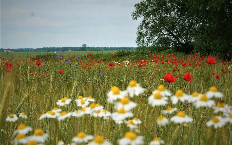 Der Phänologische Kalender
