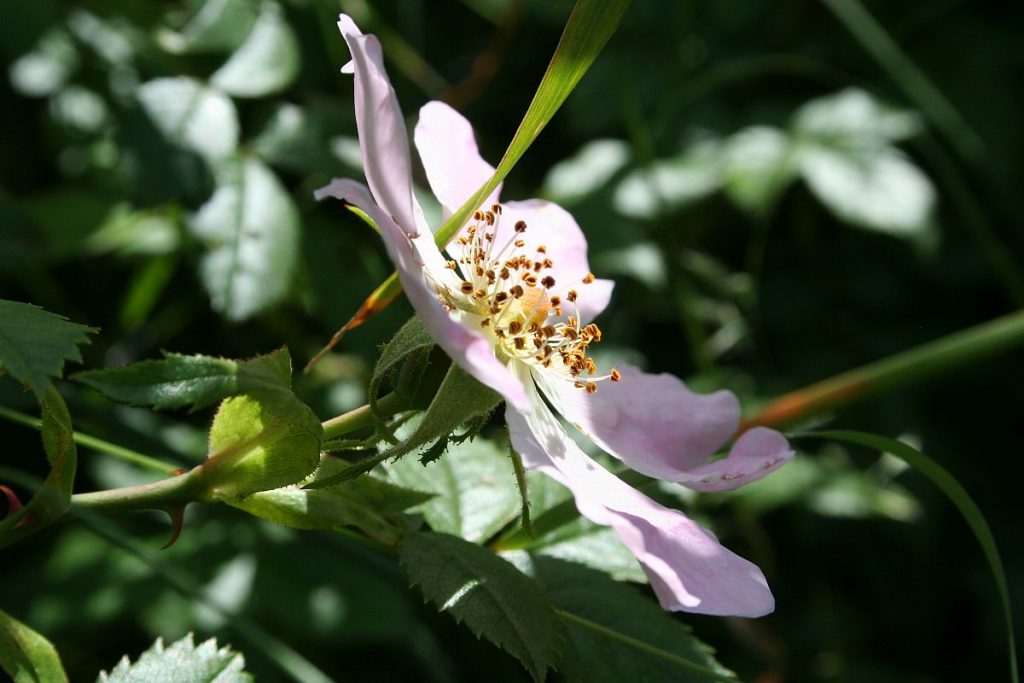 Wildrosen in der Pflanzenmagie