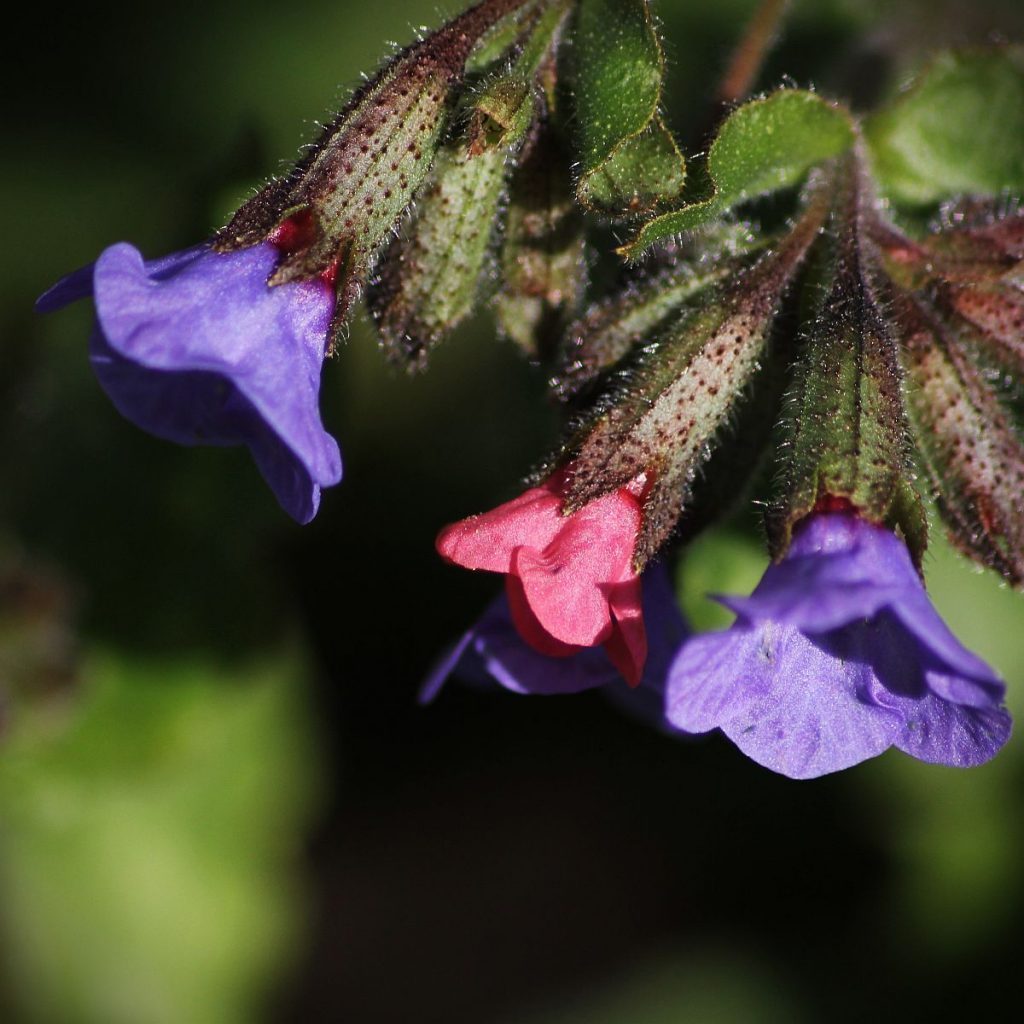 Blüten des Lungenkrauts
