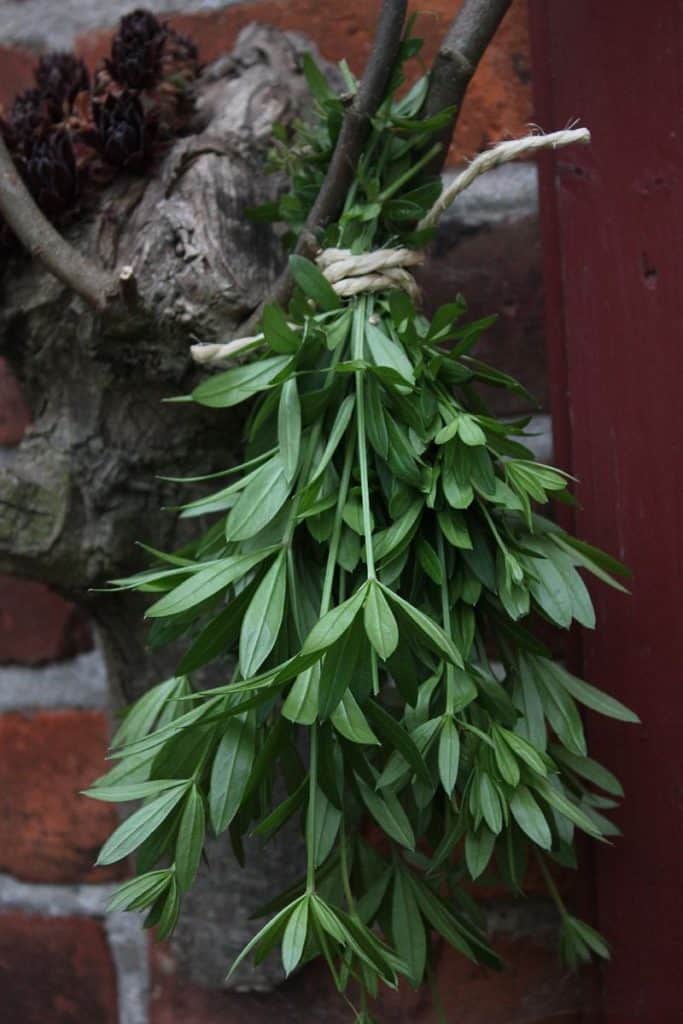 Getrockneter Waldmeister