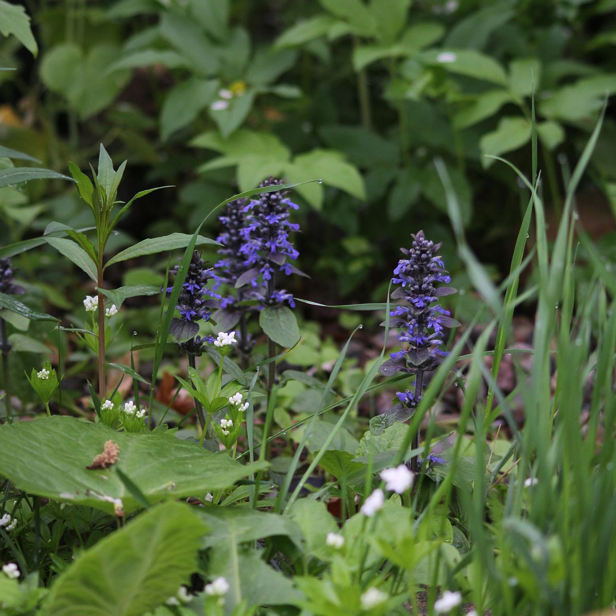 Günsel im Garten
