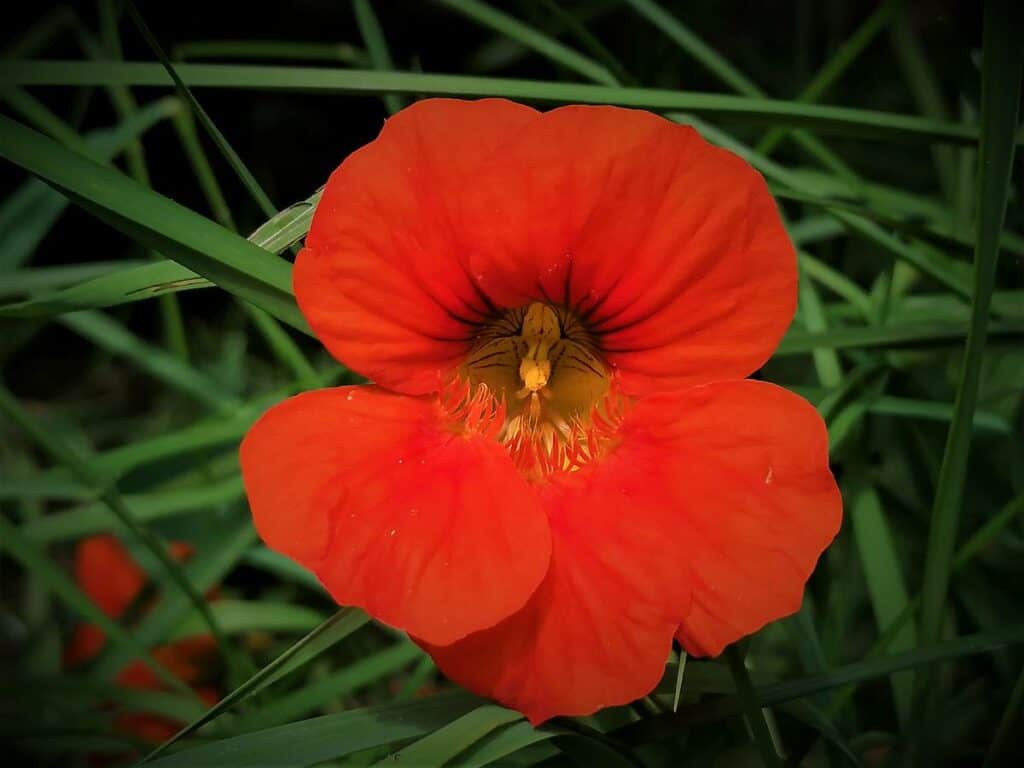 Kapuzinerkresseblüte
