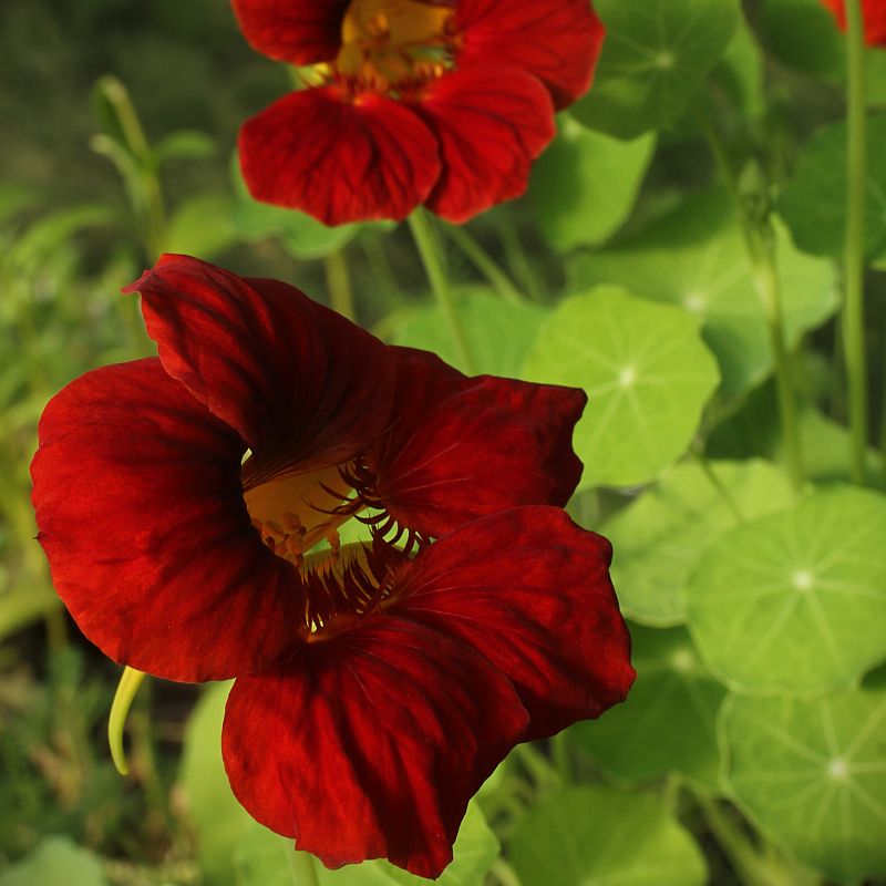 Kapuzinerkresse mit roten Blüten