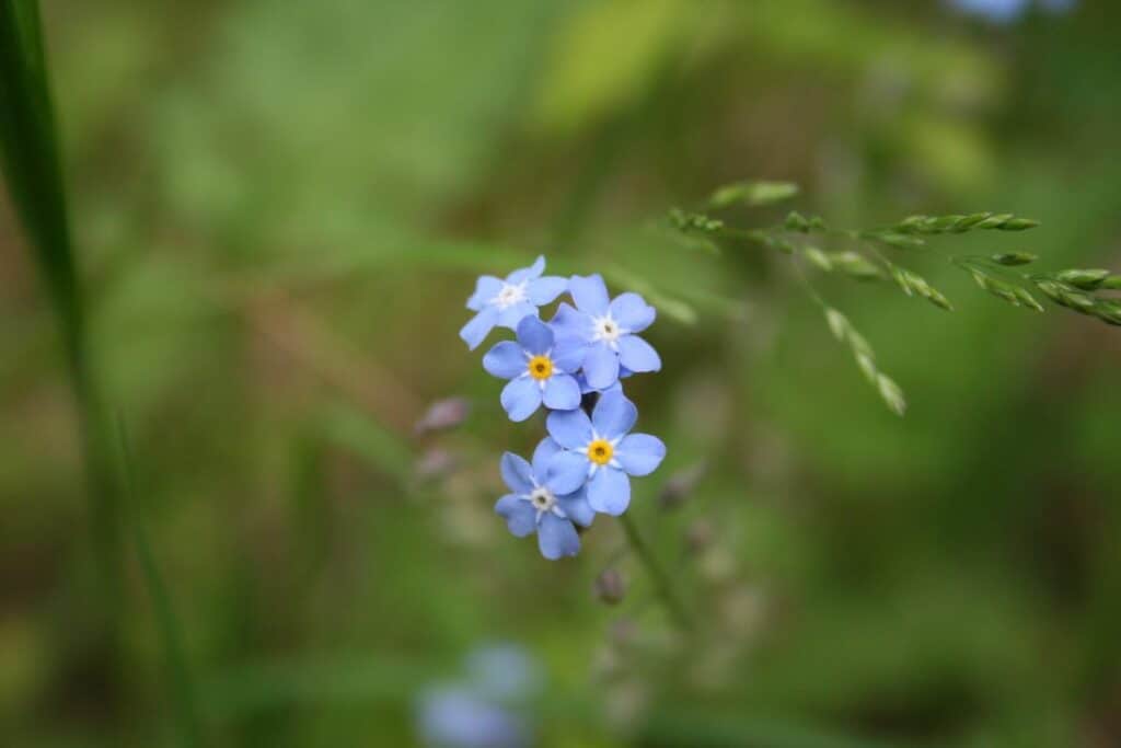 Vergissmeinnicht Blüte