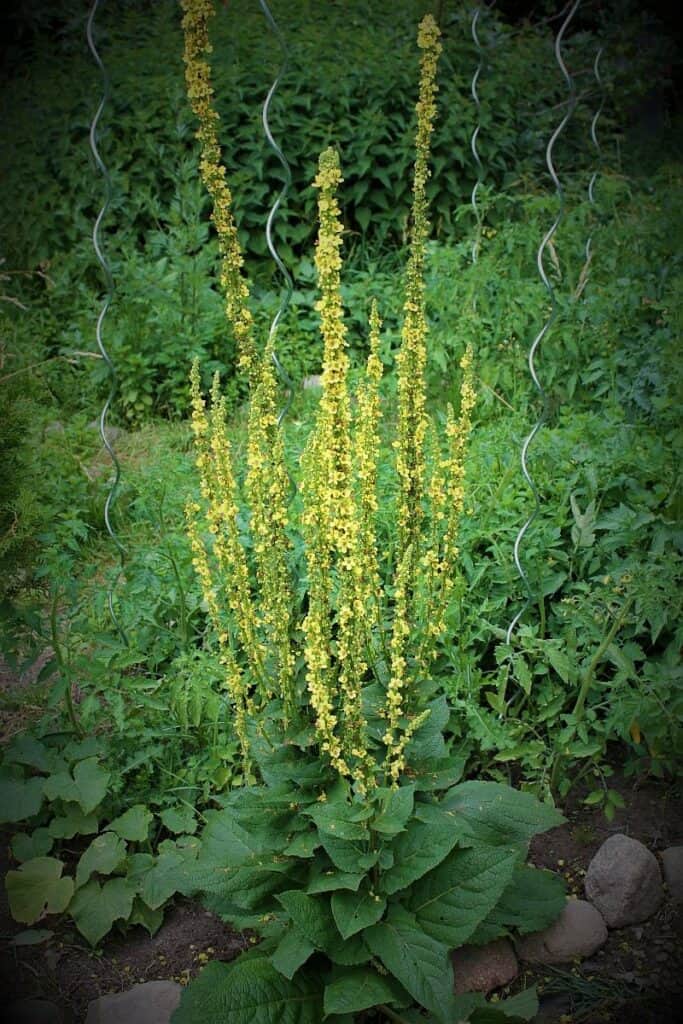 Schwarze Königskerze