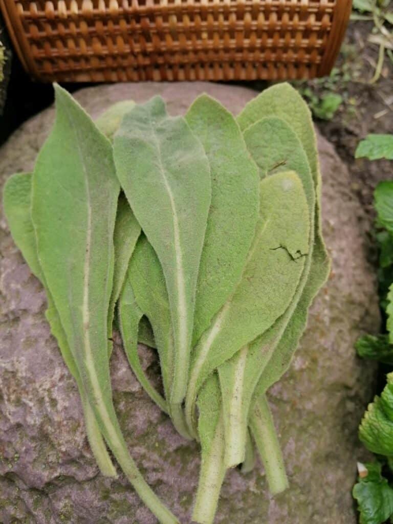 Königskerzenblätter