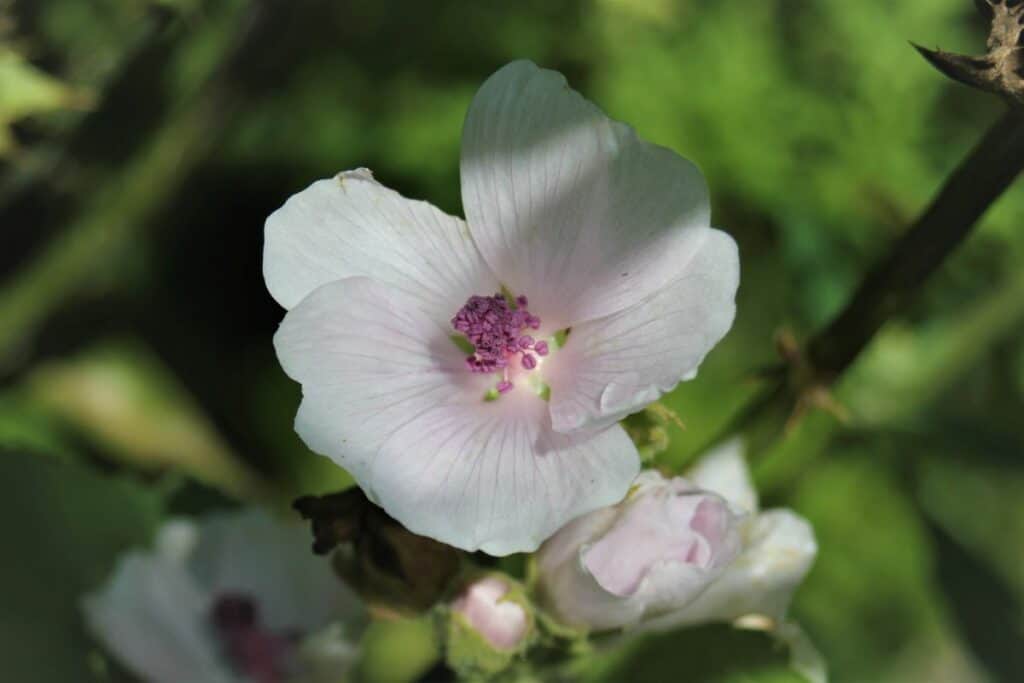 Eibischblüte