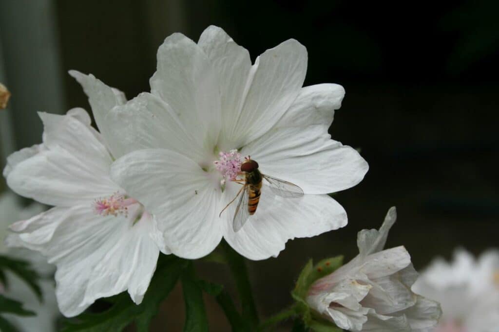 Weisse Moschusmalve