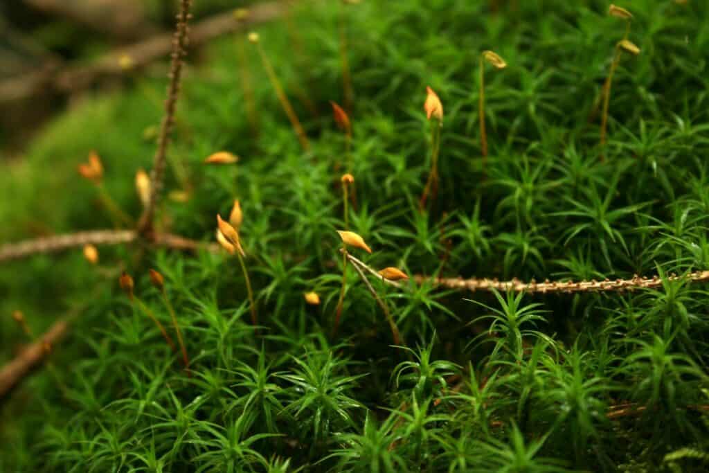 Mit Moosen räuchern