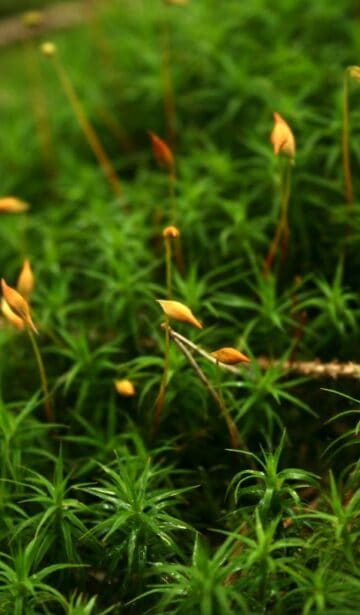 Mit Moosen räuchern