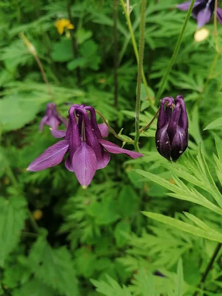 Schwarzlila Akelei