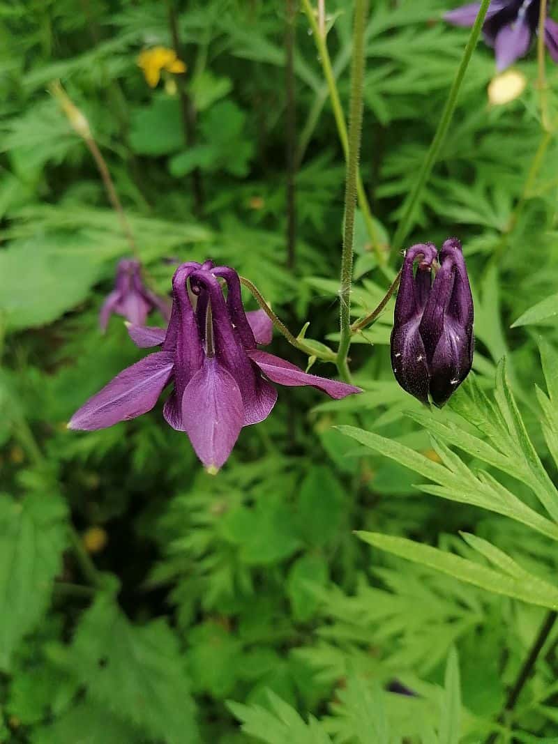 Schwarzlila Akelei