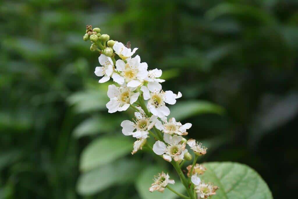 Traubenkirschenblüte