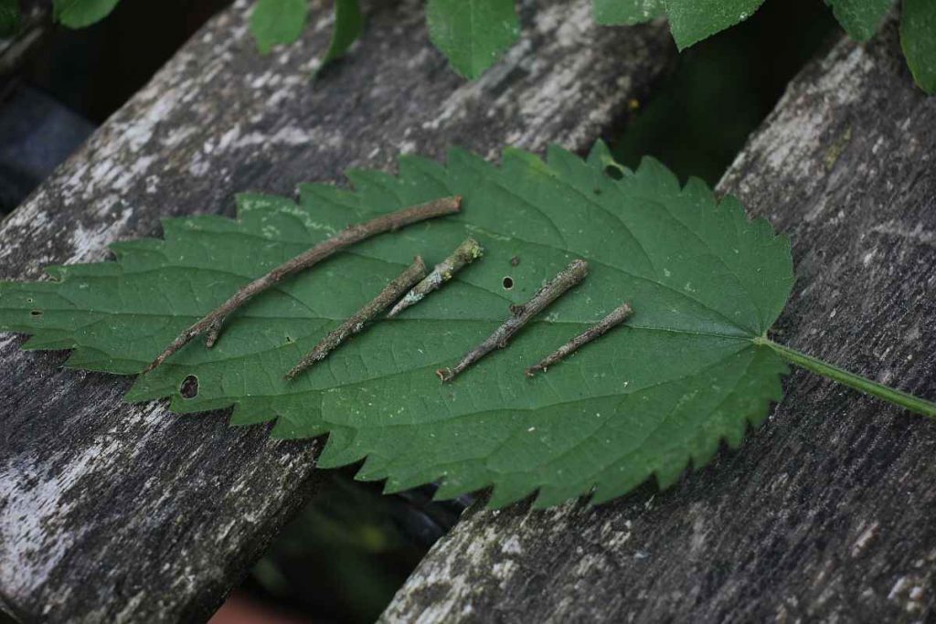 Dornen von dem Schlehdorn
