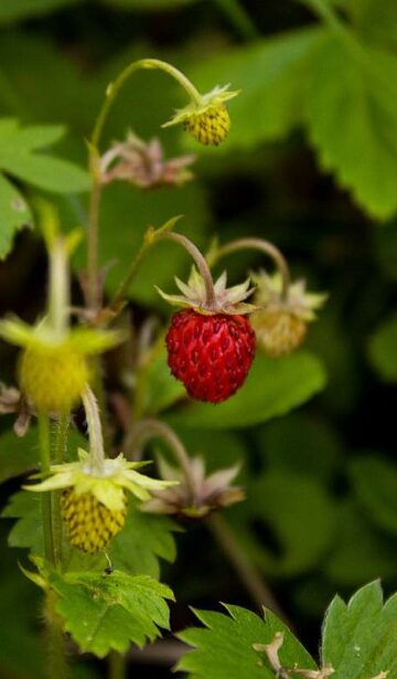 Die Wald-Erdbeere im Garten anpflanzen