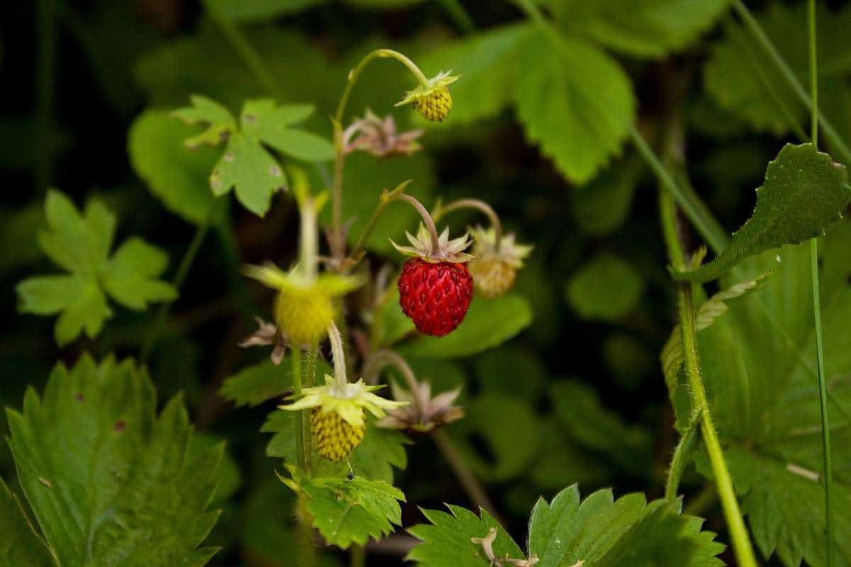 Pflanzen-Steckbrief: Die Wald-Erdbeere