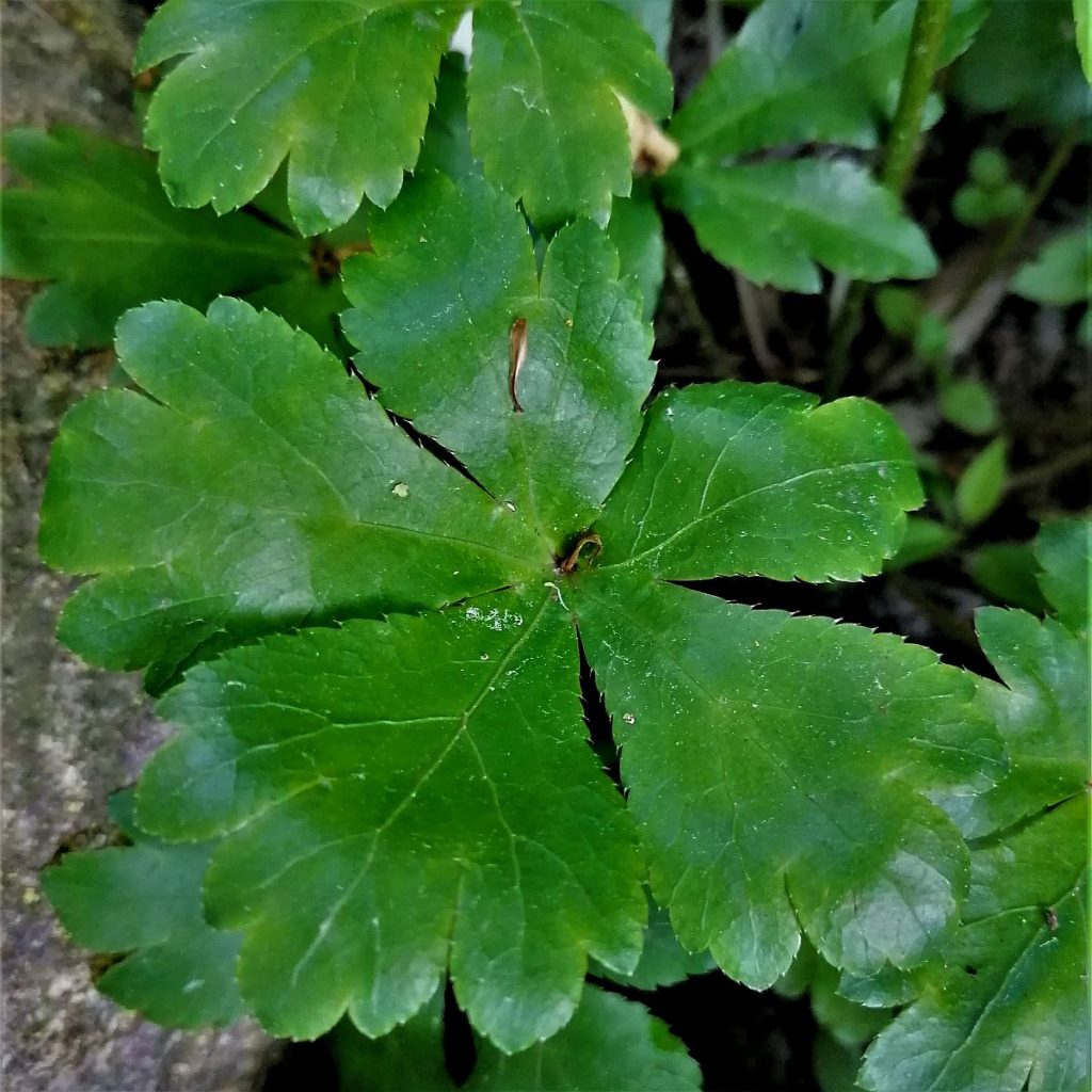 Waldsanikelblatt