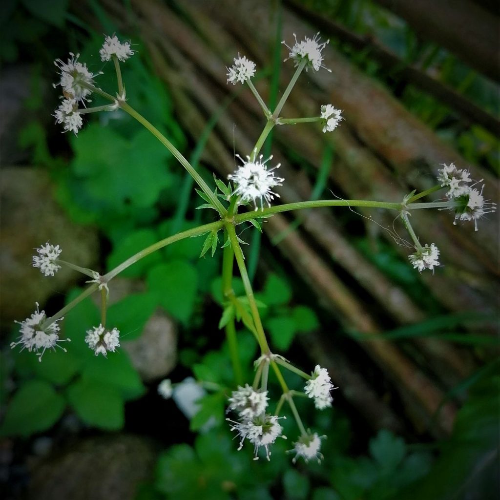 Blüte des Waldsanikels