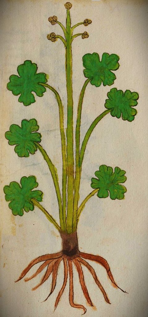 Der Waldsanikel Anno 1479