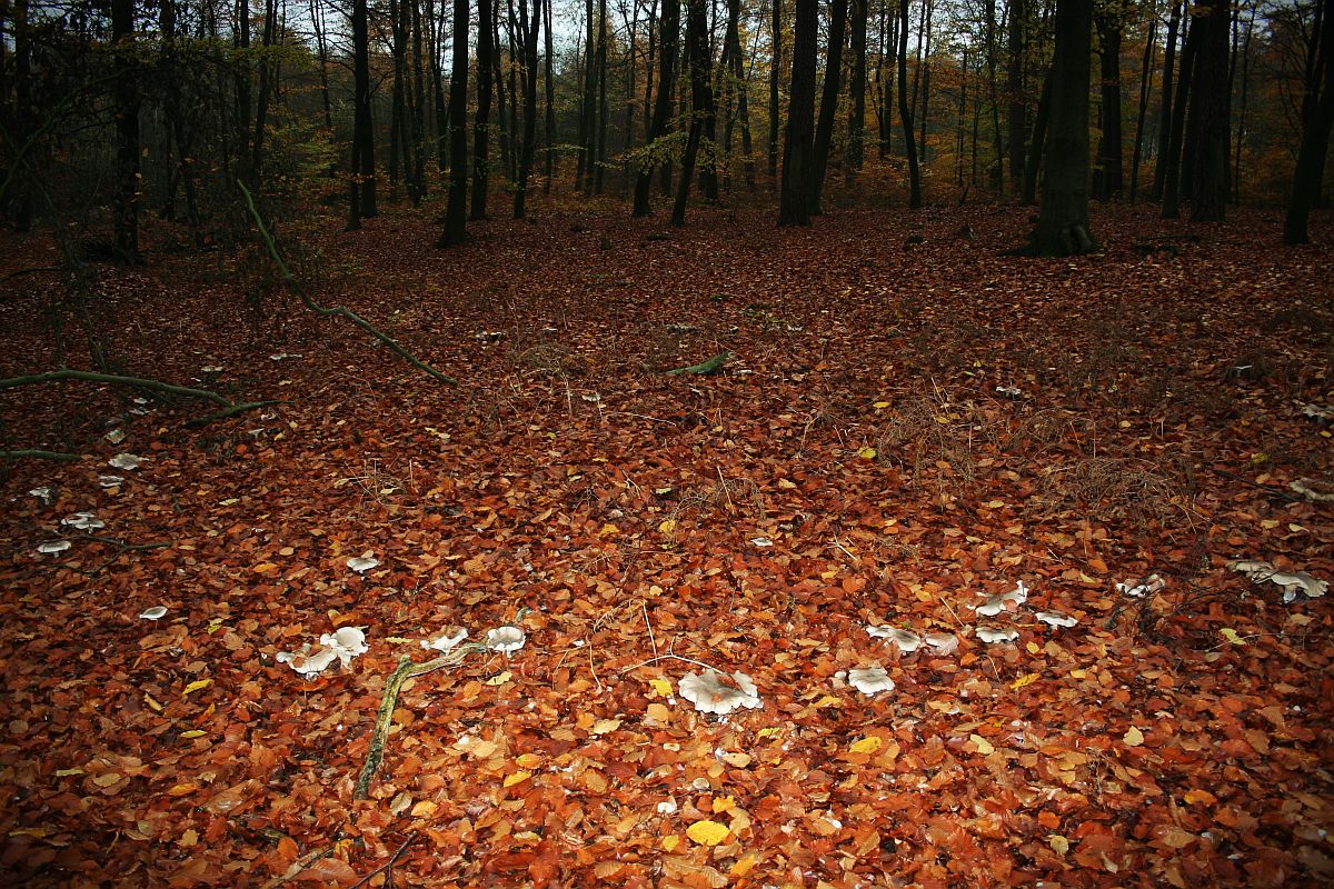 Hexenkreis im Wald