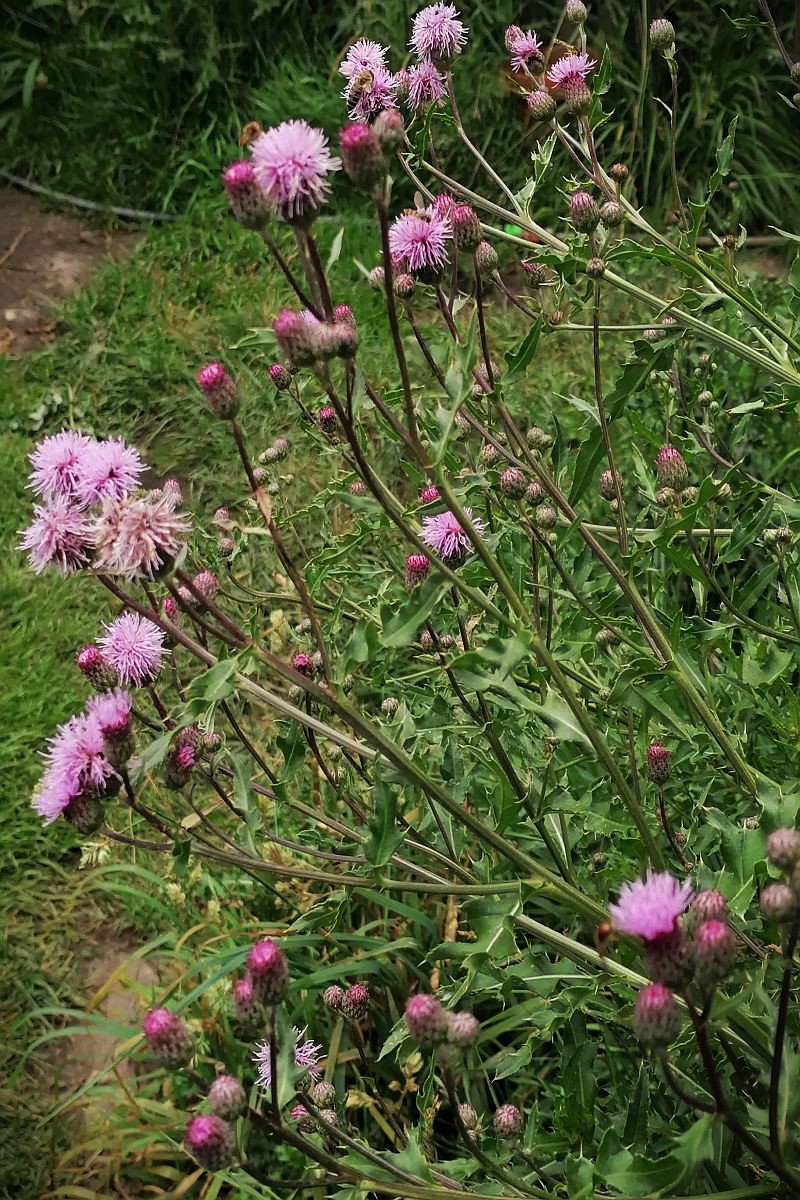 Die Ackerkratzdistel blieb auf Feldern stehen, um das keine Missernte erfolgte