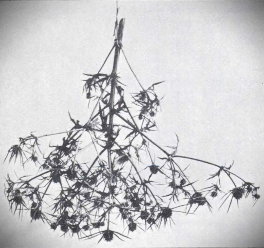 Eine Unruh aus einer Distel