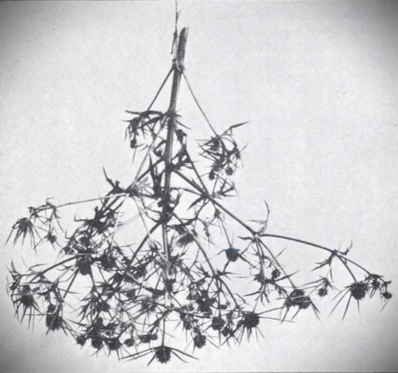 Eine Unruh aus einer Distel