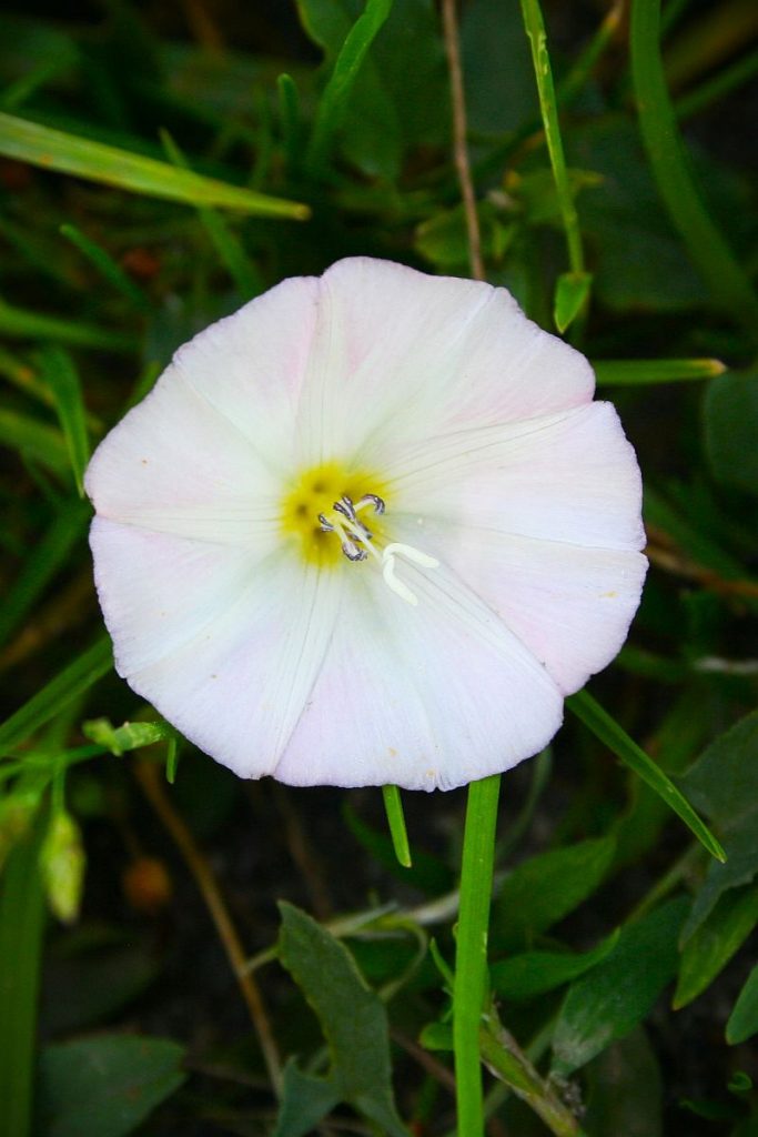 Blüte der Ackerwinde