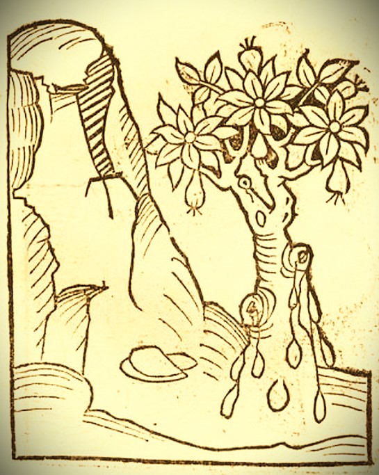 Bernsteinbaum Hortus Sanitatis