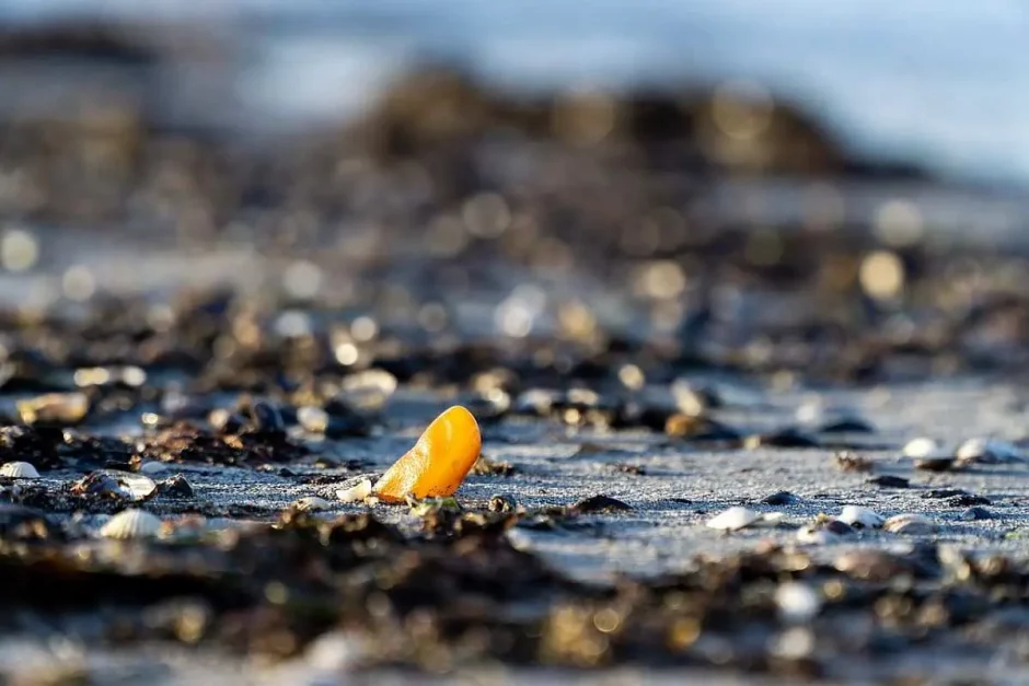 Bernstein am Strand