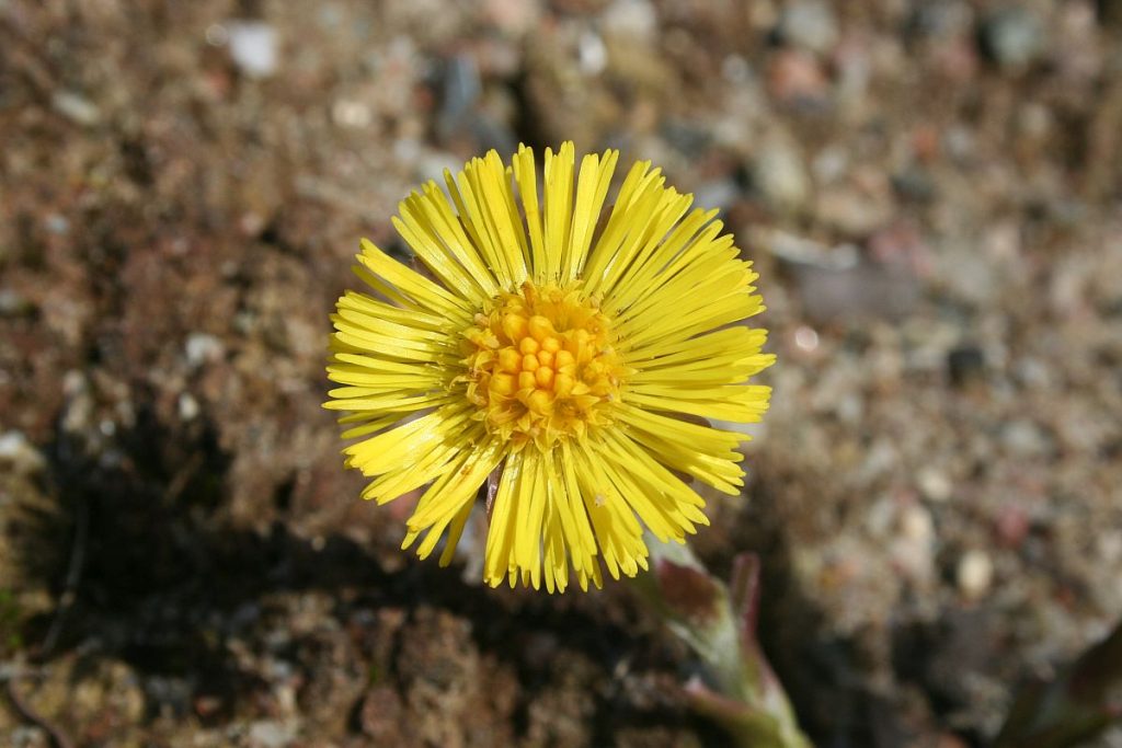 Die Huflattichblüte kann mit der Löwenzahnblüte verwechselt werden