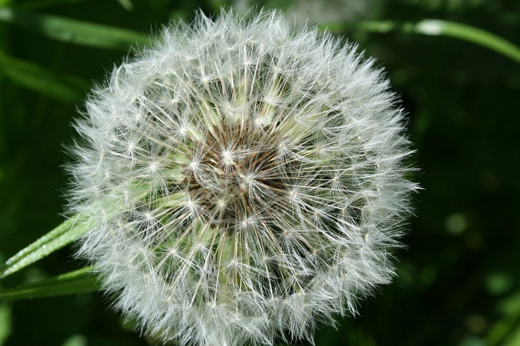 Verblühte Löwenzahnblüte