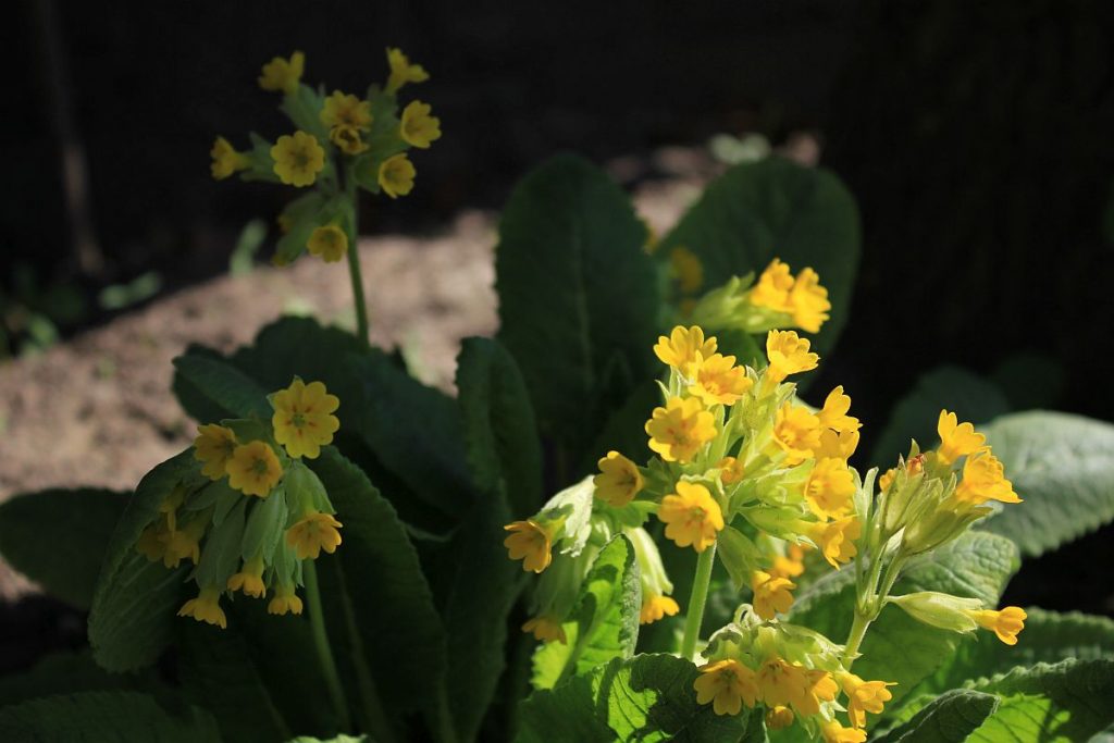 Schlüsselblume im Wildgarten
