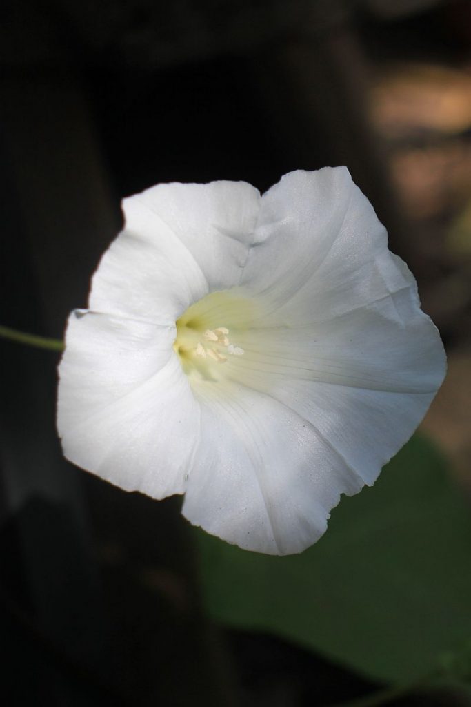 Zaunwinde