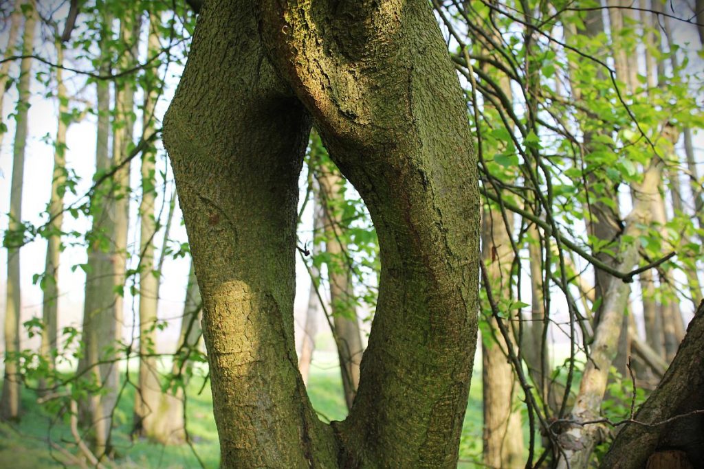 Die Bedeutung der Zwieselbäume