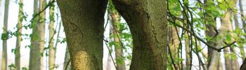Die Bedeutung der Zwieselbäume