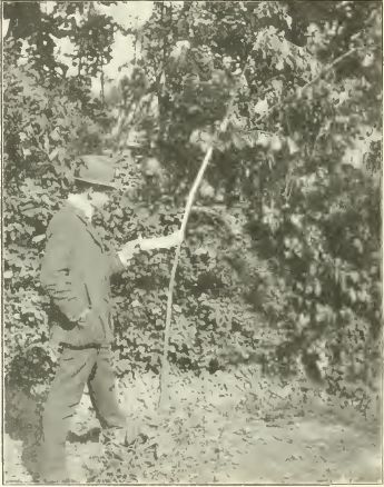 Künstlich hergestellter Zwieselbaum